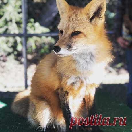 Fox Encounter Sat brought sunny skies, a little warmth, and some super awesome folks!! We had some fun today at our encounters as Viktor displayed “the many poses of Viktor”.... and the Mikhail (last photo) showed him how it is really done with just one shot!!! .
Our private encounters are very limited and we usually book up quickly.  While we grow as a center, we will offer different types of encounters and ways to interact, learn, and participate in canid conservation! ....