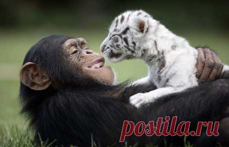 Нетипичная дружба животных, в которую очень трудно поверить. | Кофеечек - развлекательный кана | Яндекс Дзен