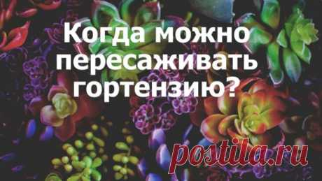 Пересаживаем гортензию осенью. Мои цветы. Мой опыт. - Яндекс.Видео