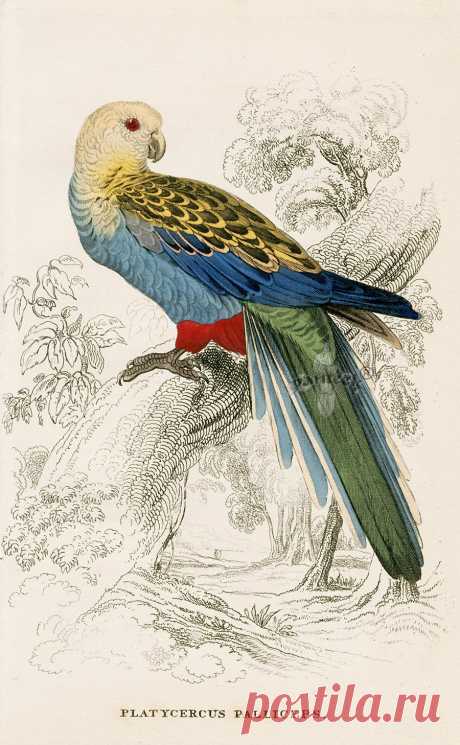 Edward Lear Parrot Prints from Natural History of Parrots 1842