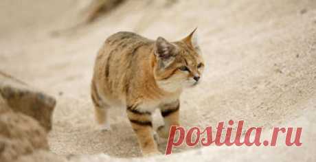 Песчаных котов впервые за 10 лет увидели в ОАЭ / Новости / Моя Планета