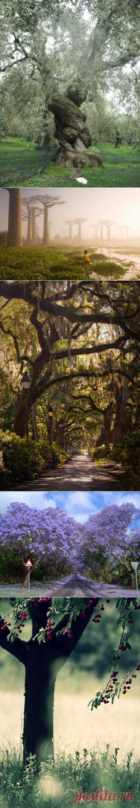 amazing trees | Dusky's Wonders