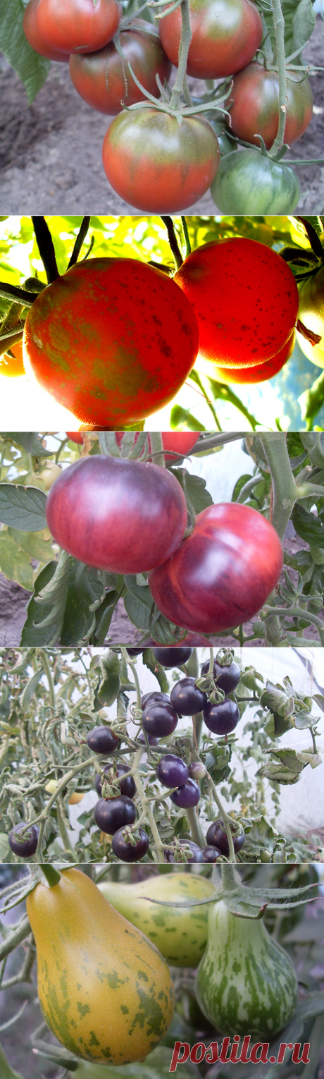 О новых сортах томатов — 6 соток