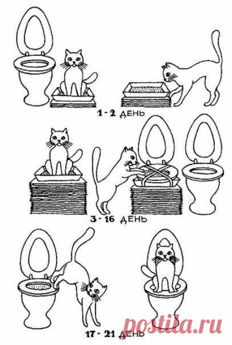 Как приучить кошку ходить в туалет в унитаз. | Все о наших питомцах