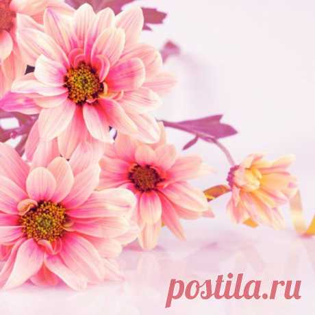 Pink Beautiful HD Flower