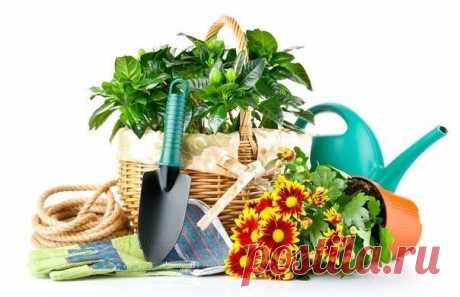 Рецепты биококтейлей для сада и огорода - Садоводка