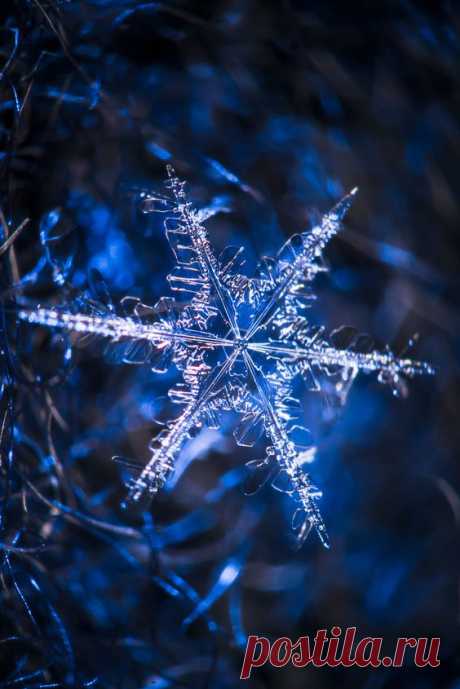 l-eth-e: “ Snowflake {by Pete Tsai} ”  
Snowcrystals  |  Pinterest • Всемирный каталог идей