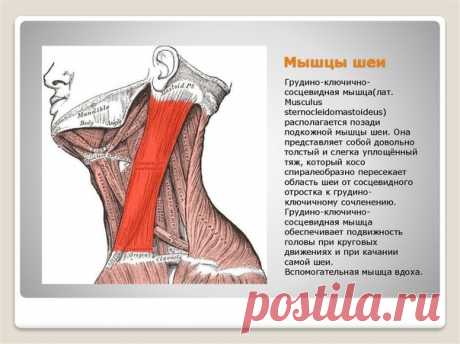 БЕСПОКОИТ ДВОЙНОЙ ПОДБОРОДОК - НАЙДЕН ВИНОВНИК!

Проблемы с нижней частью лица – вторым подбородком, уплывающим овалом знакомы очень многим не понаслышке.
Каждая из нас противостоит этой напасти по-своему – кто-то делает гимнастику, кто-то супер-маски, кто-то подтяжки…
Часто обычные способы результата не приносят, или он не достаточен.

И зачастую в этом виновата всего одна мышца с длинным странным названием – грудинно-ключично-сосцевидная.

Вы сразу найдете ее, если повер...