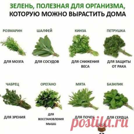 Зелень полезная для организма