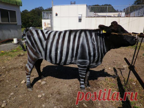 Необычный эксперимент: зачем ученые рисуют на телах коров полосы имитирующие окрас зебры