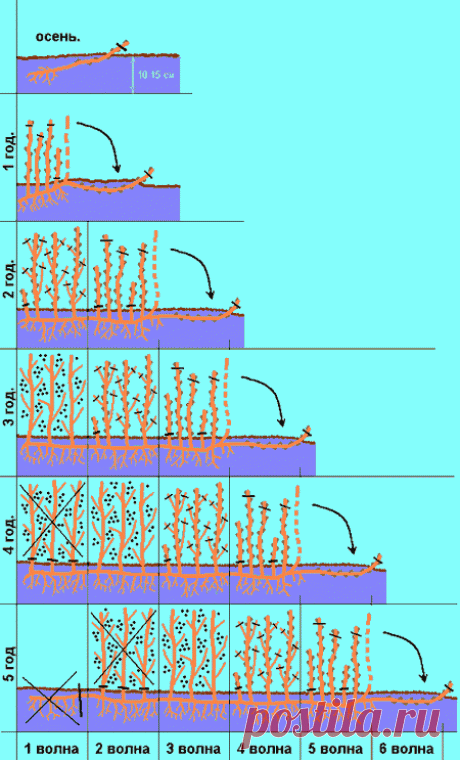 Пятилетний цикл выращивания смородины, а также крыжовника — Огород без хлопот
