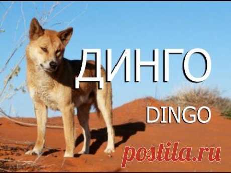 Динго — Dingo