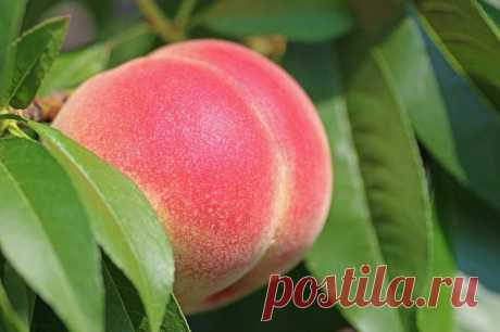 Почему персик лучше высаживать осенью
