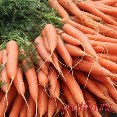 Оранжевое настроение: наступает время сбора урожая моркови