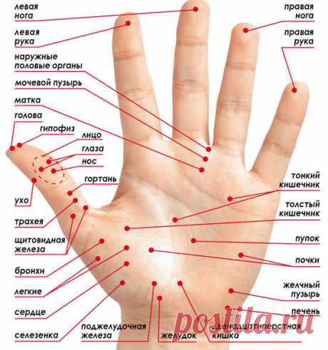 Су-джок терапия: все как на ладони. Сам себе скорая помощь.