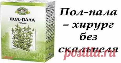 Пол-пала — чудо трава! Узнайте, почему она так полезна Без преувеличения можно сказать: пол-пала способна заменить целую аптеку!