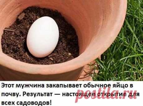 Этот мужчина закапывает обычное яйцо в почву. Результат — настоящее открытие для всех садоводов! ... Читать продолжение