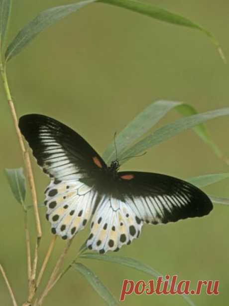 Swallowtail Butterfly (Papilio Polymnestor), India.  
Blue-Mormon butterfly [Papilio polymnestor]  |   Pinterest • Всемирный каталог идей