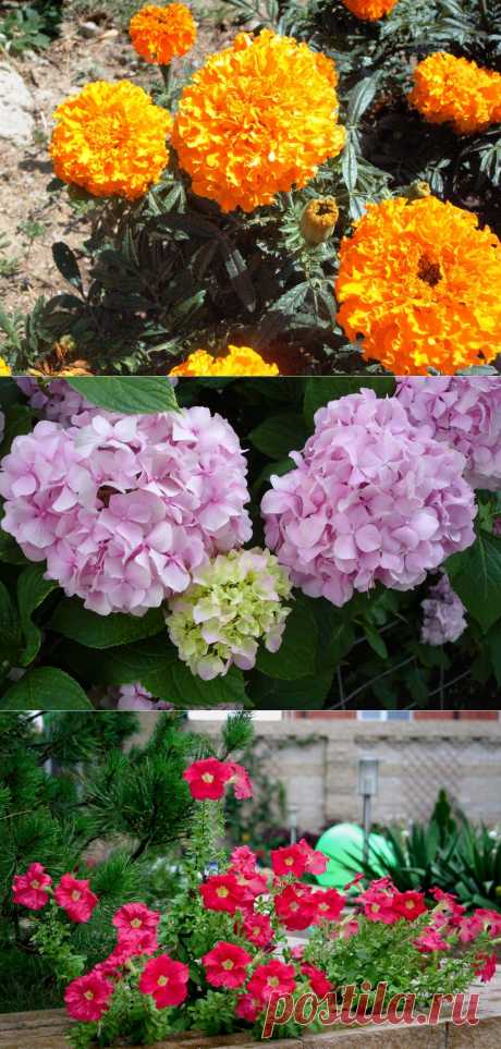 10 растений, цветущих в июле | Дачный участок