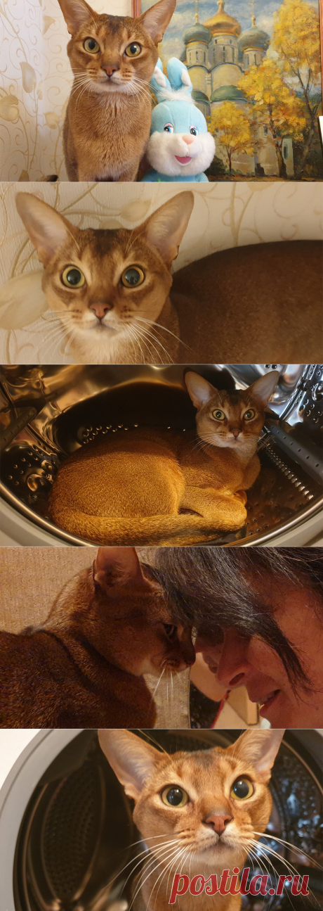 Кот в стиральной машине. Показываю моего домашнего красавца | 🎀 | Яндекс Дзен