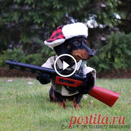 “I’mz a huntin’ dog” – Crusoe Celebrity Dachshund