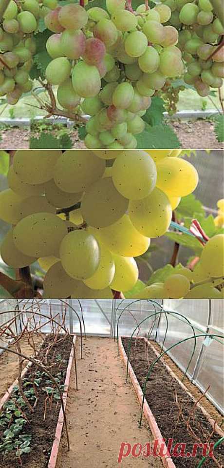 Как вырастить виноград в теплице | 6 соток