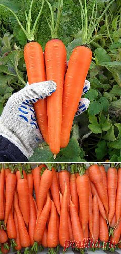Как выращивать морковь..