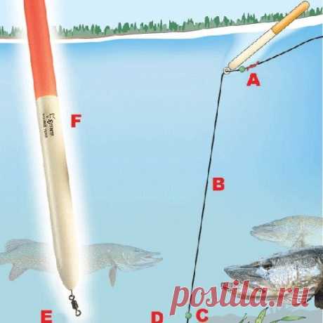 Способы ловли: Поплавочная оснастка для ловли щуки и судака на мертвую рыбку