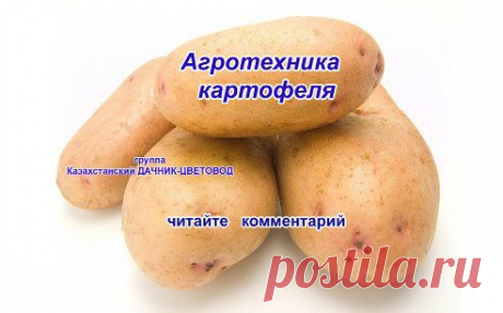 агротехника картофеля