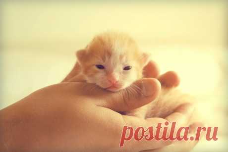 Фото маленький котенок, страница