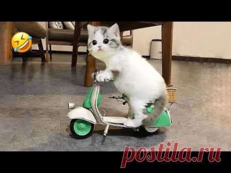 Новые забавные животные🤣🤣 Самые смешные видео про кошек и собак 😹🐶 Часть 11