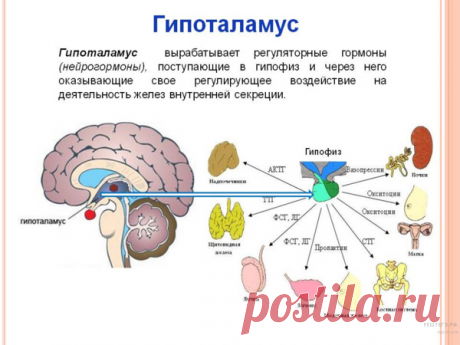 ГОРМОНЫ-Биология