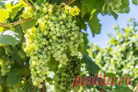 Обрезка винограда весной – пошаговая инструкция с видео для начинающих | Виноград (Огород.ru)