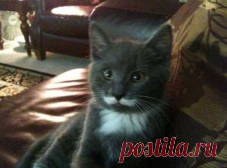 Nice cat mustache | Funny cats