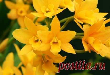 Янтарный перелив желтых орхидей Орхидея насчитывает примерно 750 природных видов и более 30 тысяч гибридов. Естественно, среди такого многообразия встречаются растения с цветками желтого цвета. При этом многие разновидности обладают...