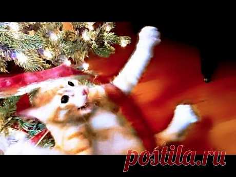 СМЕШНЫЕ ПРИКОЛЫ С КОТАМИ! Коты и новогодняя елка 🎄, смешно до слез!