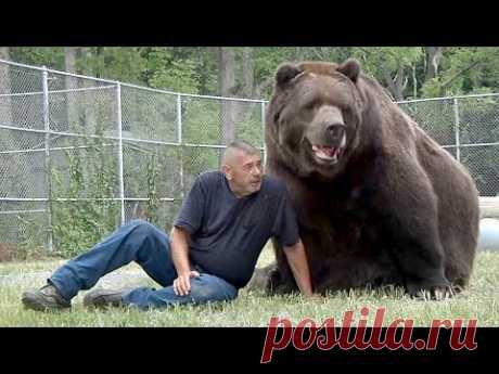 Про дружбу человека и медведя (новости)