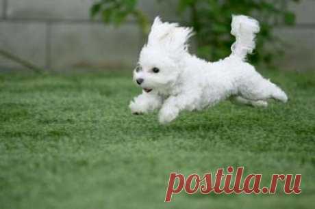 Cute&Cool Pets 4U: Милые белые мальтийские щенки