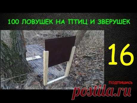 ФАЗАН НЕ ПРОЙДЕТ !!! СУПЕР ЛОВУШКА !!! PHEASANT NOT BE HELD !!! SUPER TRAP !!!