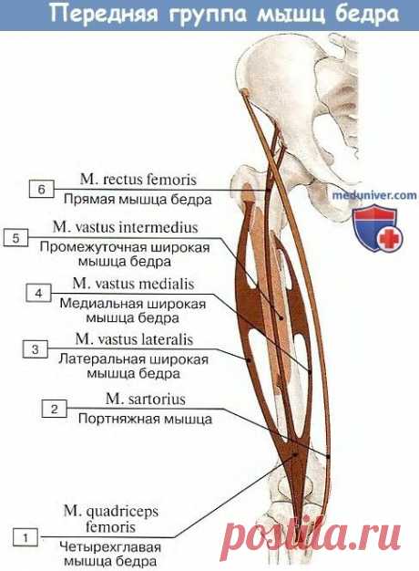 Пин содержит это изображение: Анатомия мышц бедра