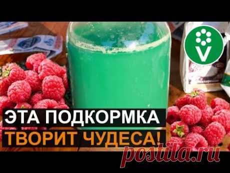 Лучшая подкормка для РЕМОНТАНТНОЙ МАЛИНЫ! Уникальный рецепт ЗЕЛЕНОГО РАСТВОРА