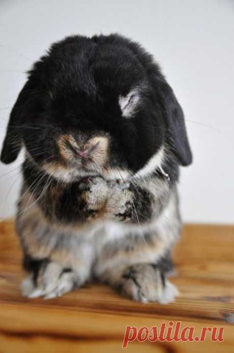 Stunning Views: Baby Bunny