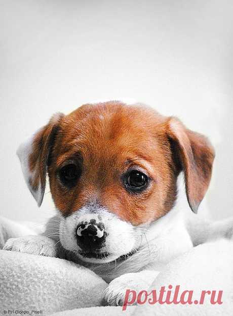 Jack Russel | Flickr - Photo Sharing!