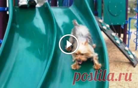Puppies Playing on Slides Compilation