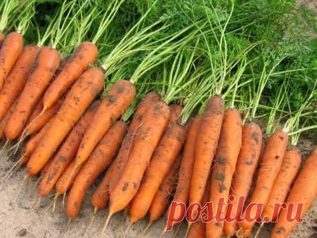 3 урожайных сорта Моркови с самыми лучшими свойствами для длительного хранения | Садовод Помощник | Яндекс Дзен