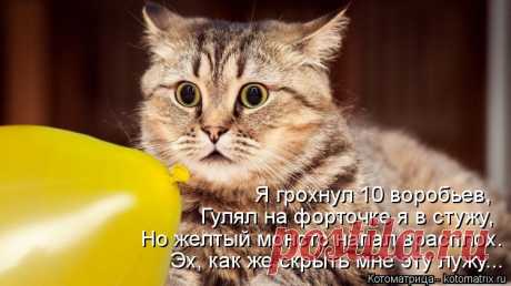 Котоматрица: Свежак