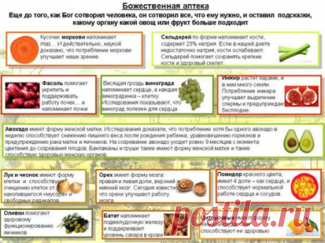 Божественная аптека 
Срез моркови похож на человеческий глаз: зрачок, радужная оболочка и расходящиеся радиальные линии. Да, наука подтверждает, что морковь улучшает кровоснабжение и функцию глаз. 
Помидор имеет 4 камеры и он красный. Наше сердце тоже красное и имеет 4 камеры. Все исследования показывают, что помидоры просто заполнены ликопином и на самом деле питают сердце и кровь. 
Виноградная гроздь имеет форму сердца. Каждая виноградинка выглядит как кровяная клетка, и все современные исс