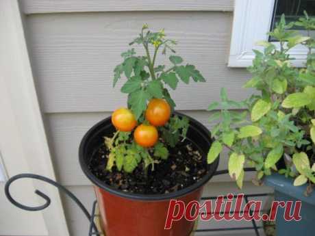 Как вырастить помидоры зимой ::