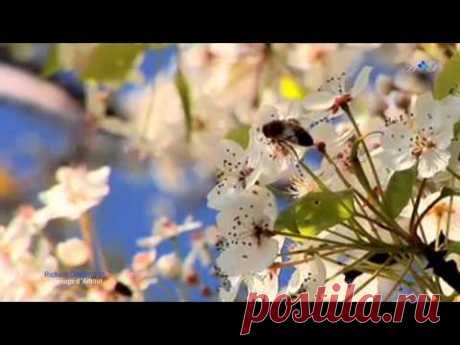 ♡ Spring Waltz (Richard Clayderman - Mariage d'Amour) - YouTube