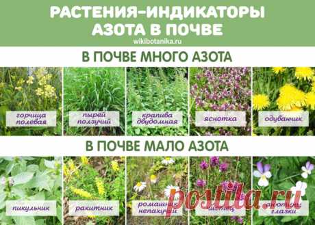 Растения-индикаторы почв. Кислотность, плодородие, влажность | WikiBotanika.ru